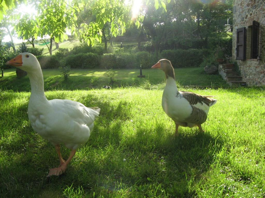 Agriturismo Il Mulino Delle Pile キウズディーノ エクステリア 写真
