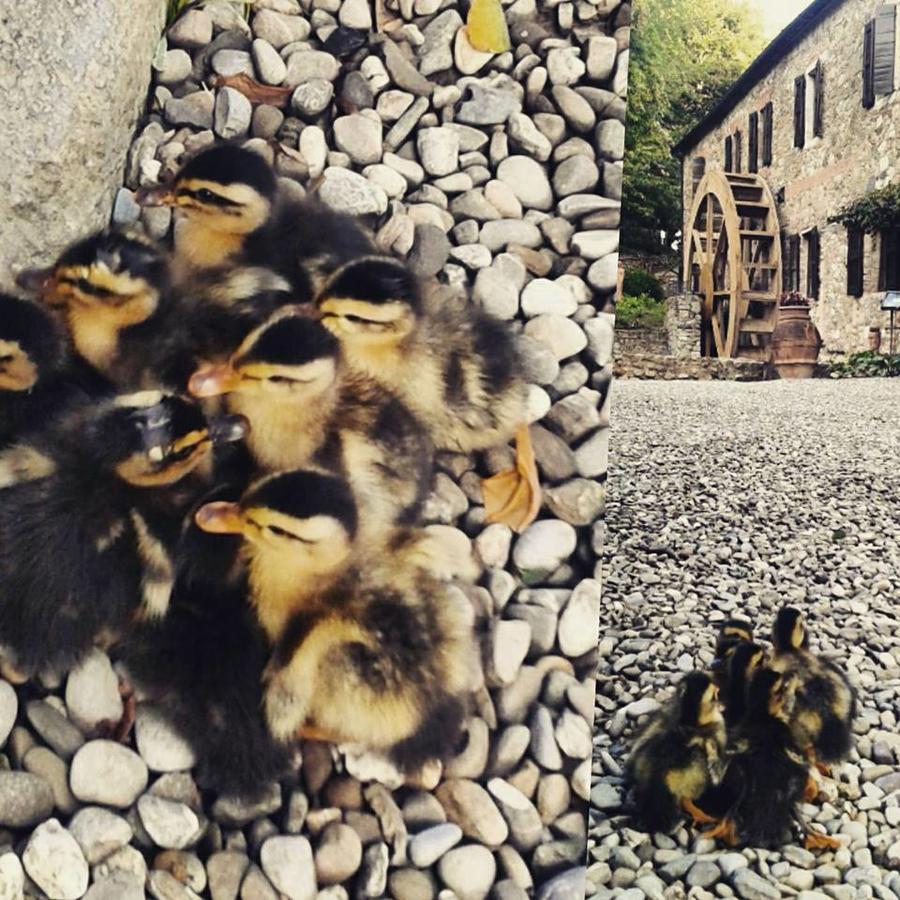 Agriturismo Il Mulino Delle Pile キウズディーノ エクステリア 写真